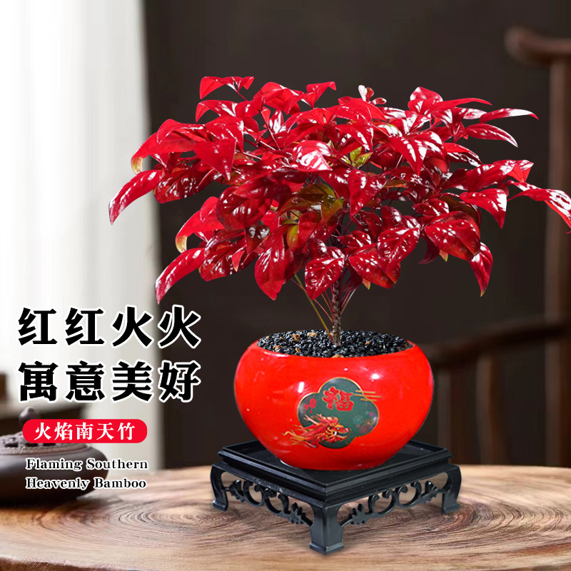 火焰南天竹盆栽冬季耐寒红