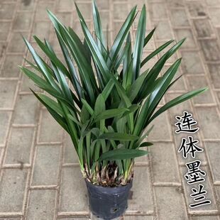 【精品兰花】墨兰室内客厅办公室耐寒懒人浓香型花卉四季常青