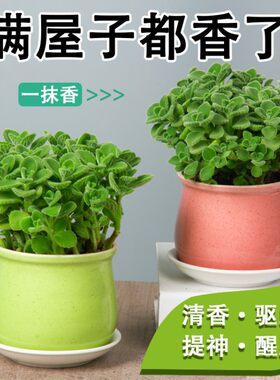 碰碰香桌面盆栽净化空气绿植
