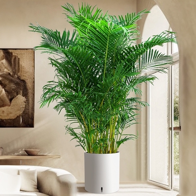 散尾葵凤竹盆栽花客厅绿植