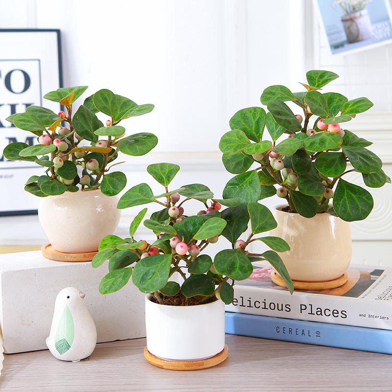 小盼菩提盆栽树室内摆放禅