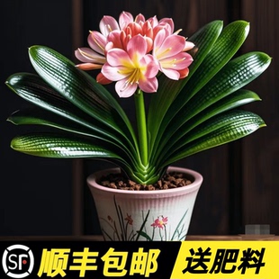 四季君子兰盆栽带花苞小苗花卉植物室内易活绿植水培好养多肉大全