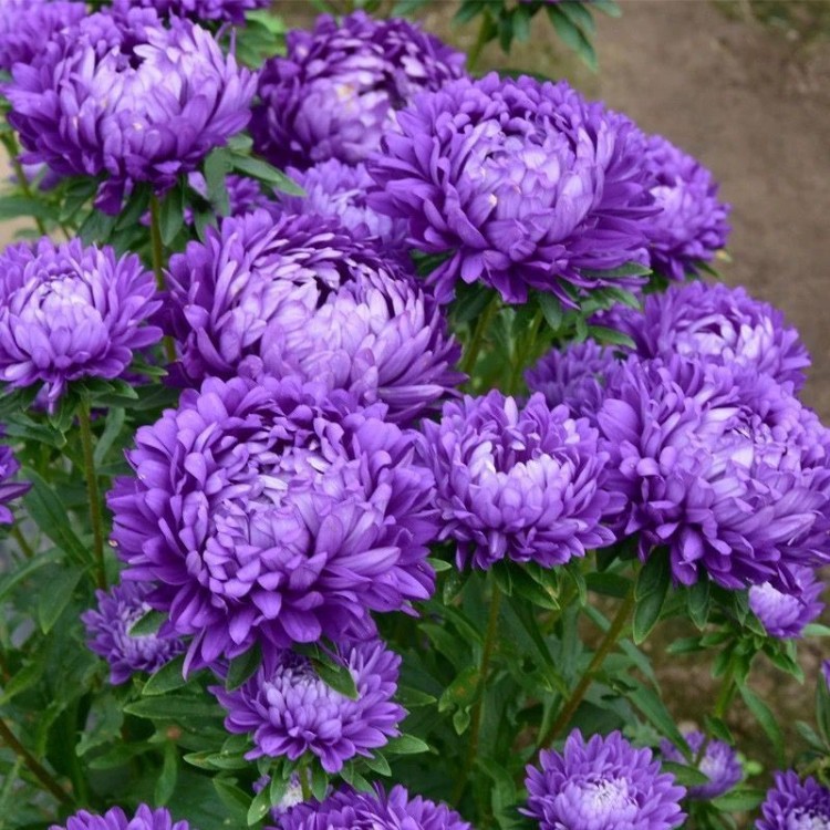 重瓣芍药花苗庭院花卉