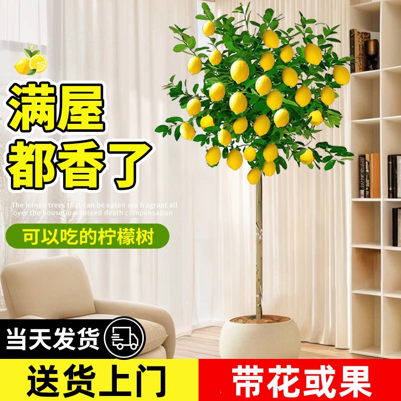 香水柠檬树盆栽带果客厅绿植大型植物室内阳台禄植四季好养除甲醛
