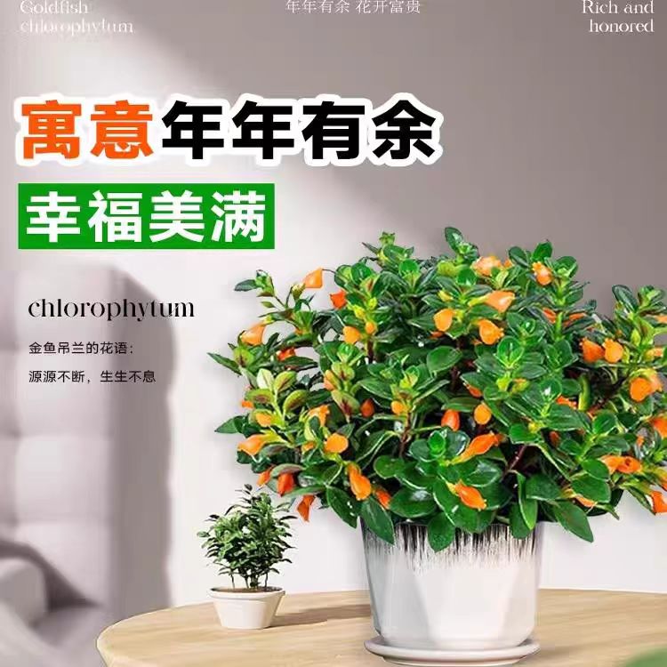 新品金鱼吊兰盆栽带花苞室