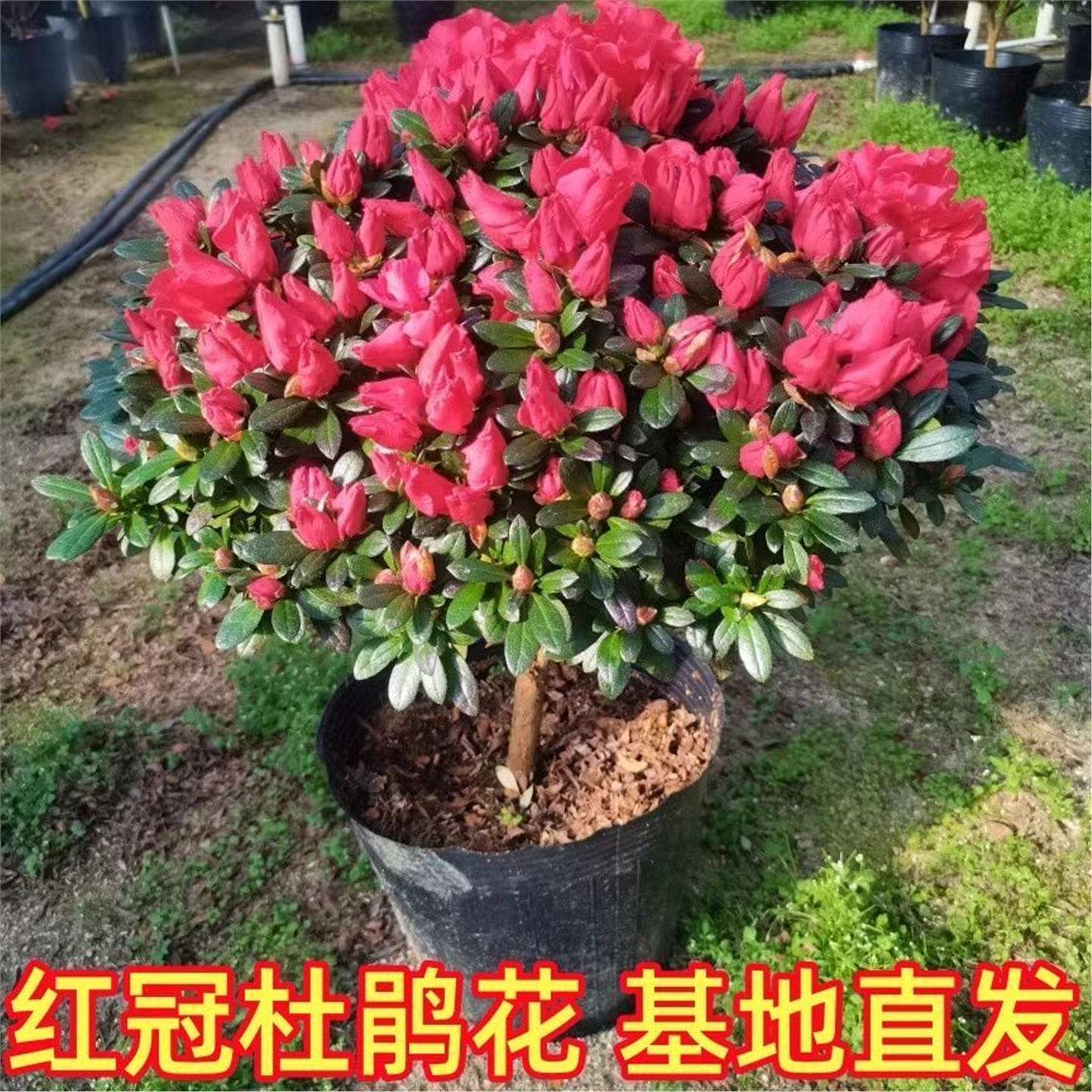 特大杜鹃花盆栽老桩树苗带