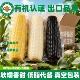 新鲜有机黄糯玉米棒真空装 黑玉米白玉米非转基因0减低脂肥餐 包装