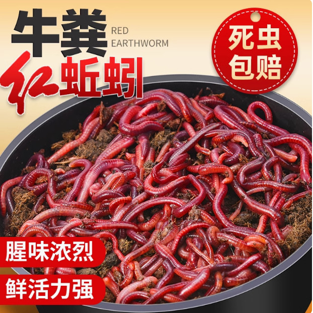 蚯蚓活饵鲜活红虫垂钓鱼饵料鲫鱼鲤鱼野钓黑坑鱼料打窝料鱼食通杀