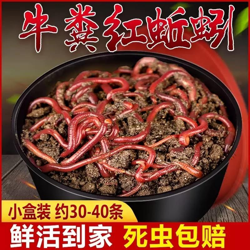 康卡威蚯蚓活饵鲜活红虫垂钓鱼饵