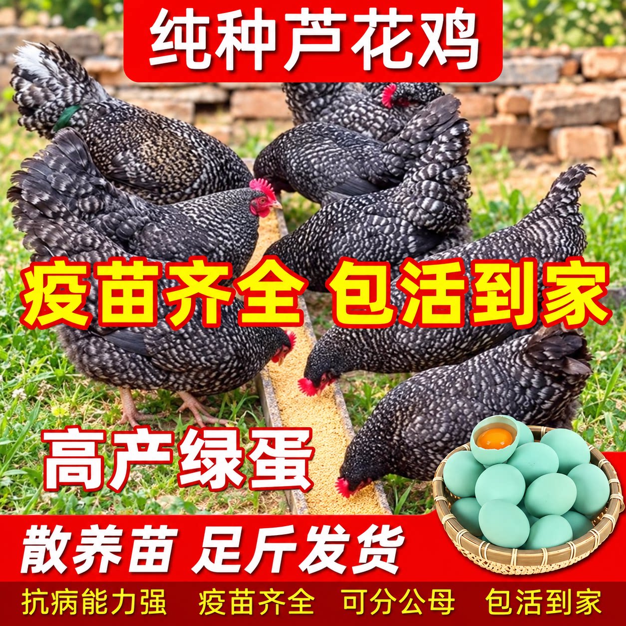 纯种芦花鸡汶上脱温半大活苗