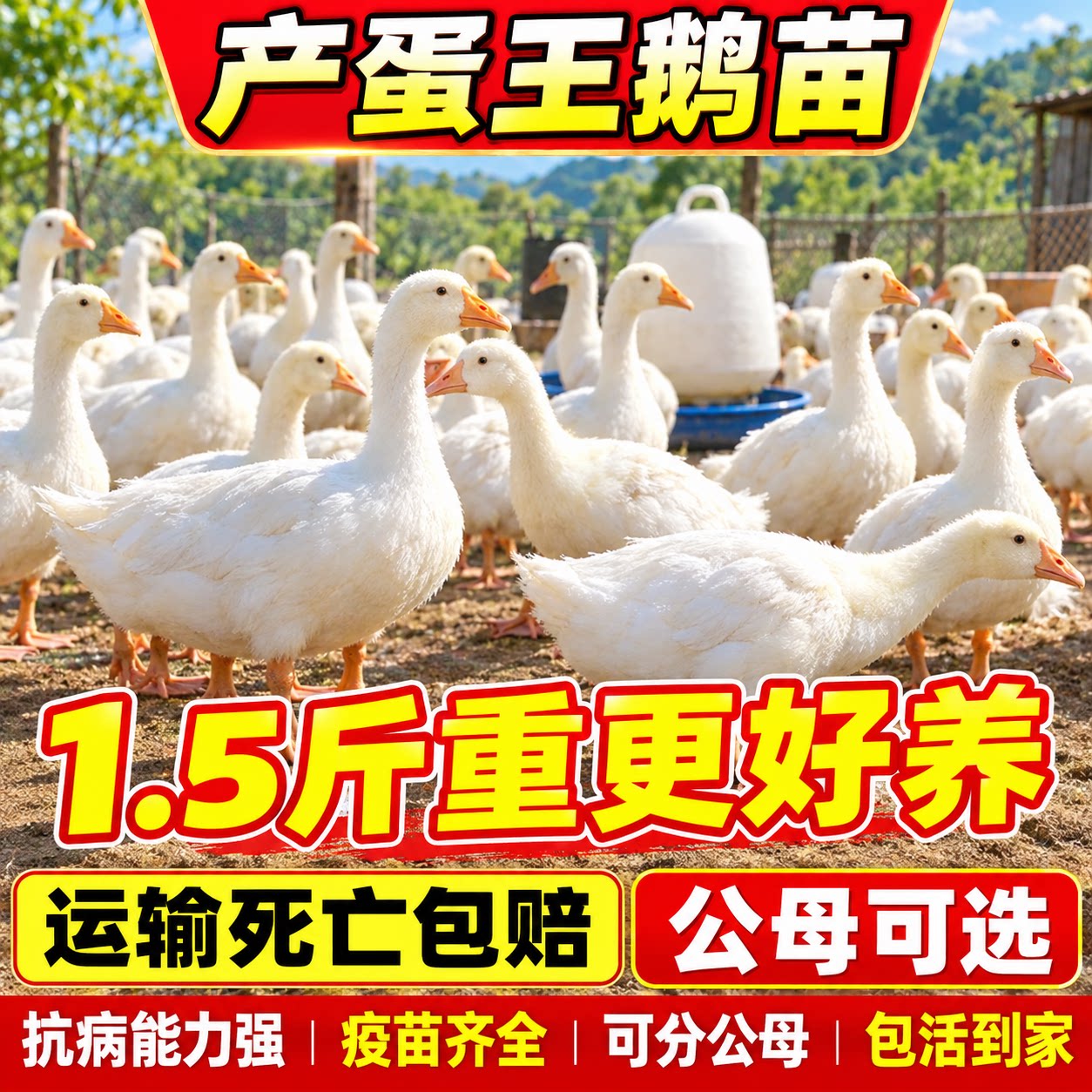散养白鹅苗活体包活到家