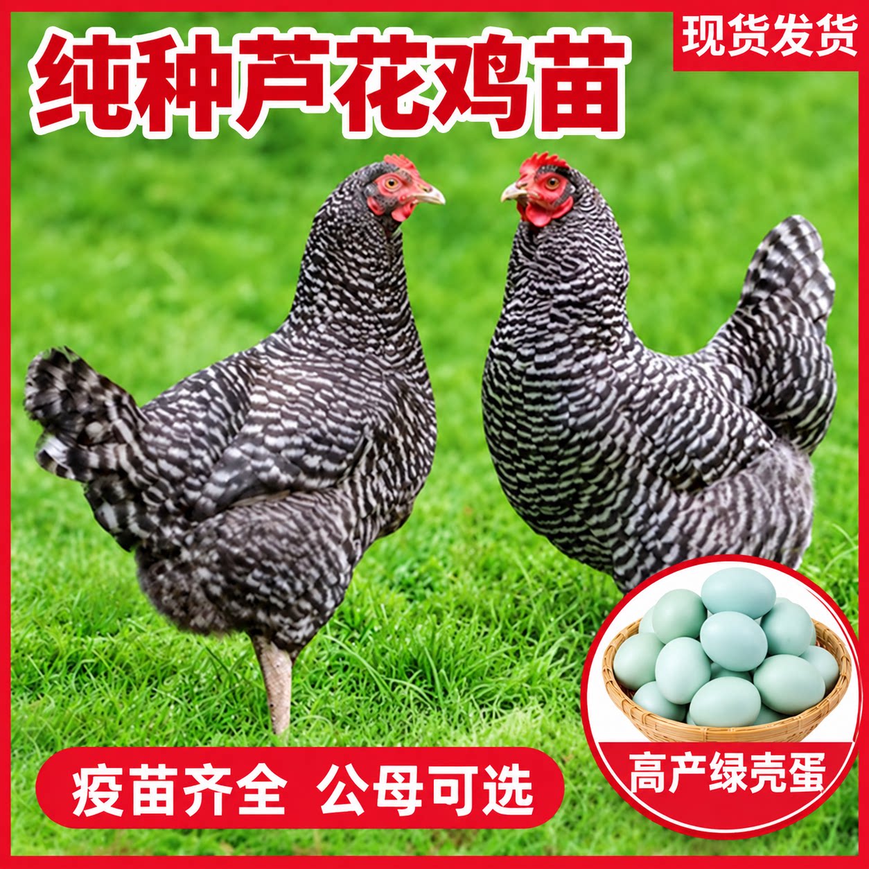 纯种芦花鸡活苗绿壳蛋批发