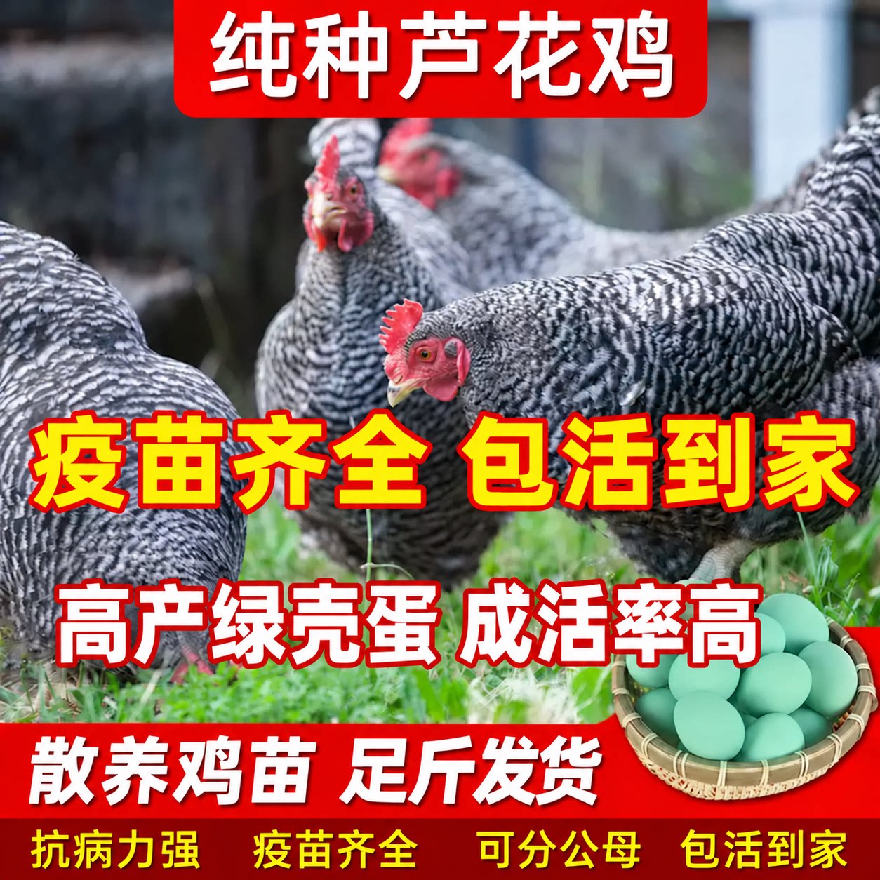 散养纯种芦花鸡活苗高产绿壳蛋