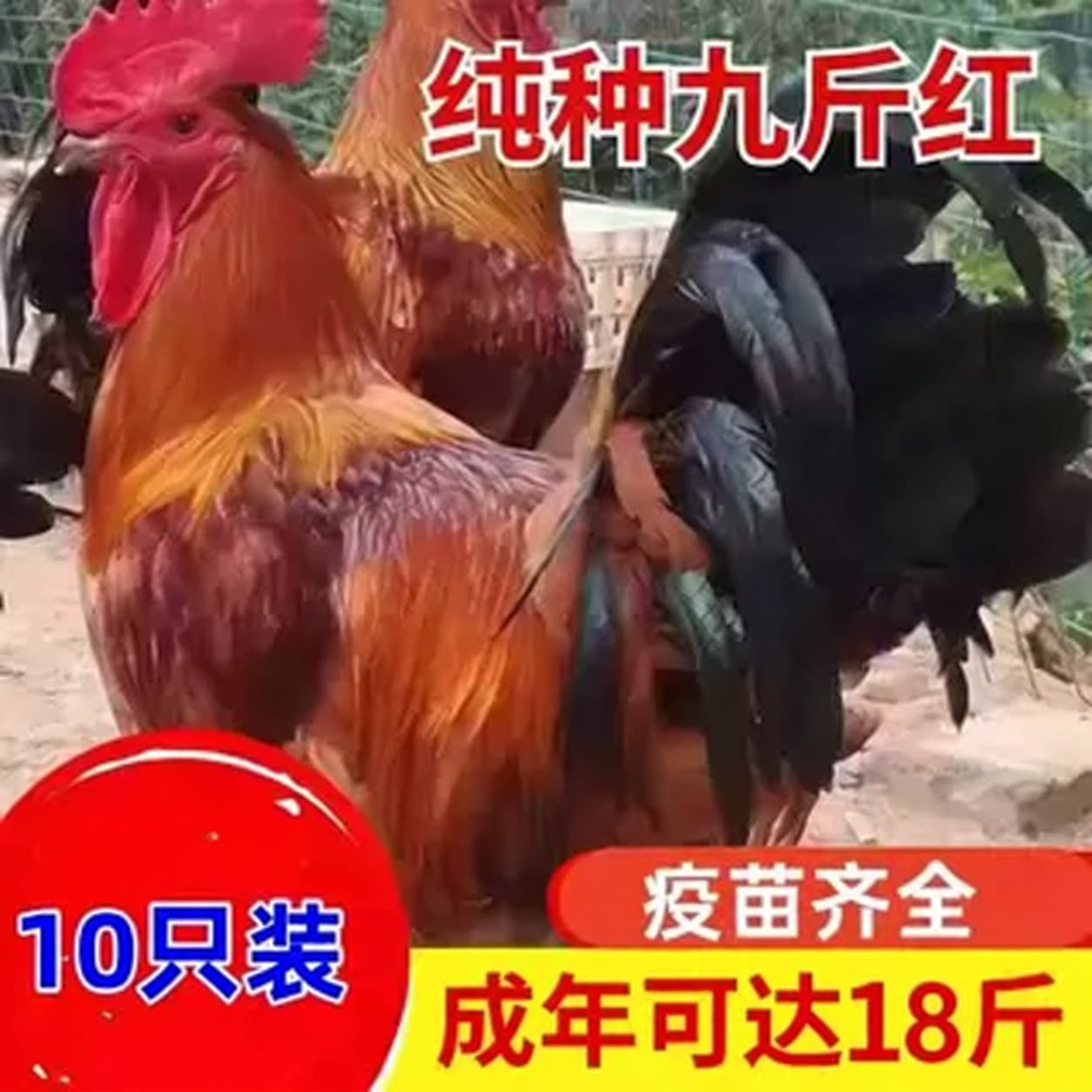 九斤红小鸡活苗大公鸡活苗红玉大公鸡活鸡包活到家土鸡苗散养公鸡