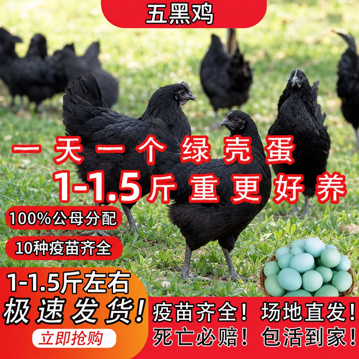 五黑鸡活鸡1斤蛋鸡五黑鸡活体乌骨小鸡仔绿壳蛋鸡活体半大一斤