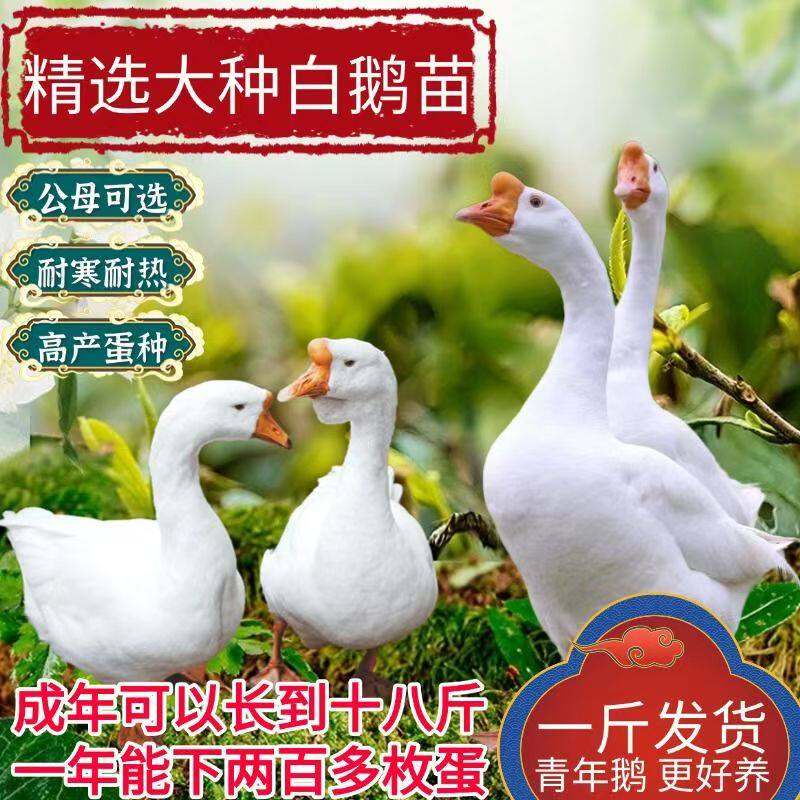 1.5斤重产蛋王大白鹅苗