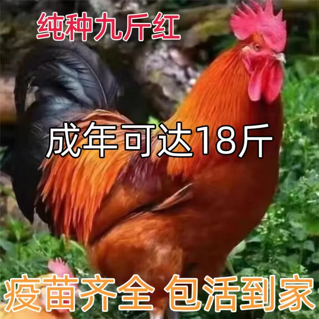 散养九斤红红玉公鸡苗包活