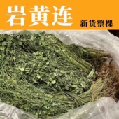 云南丽江野生岩黄连干货中药材高海拔岩石长 中草药岩黄连500克