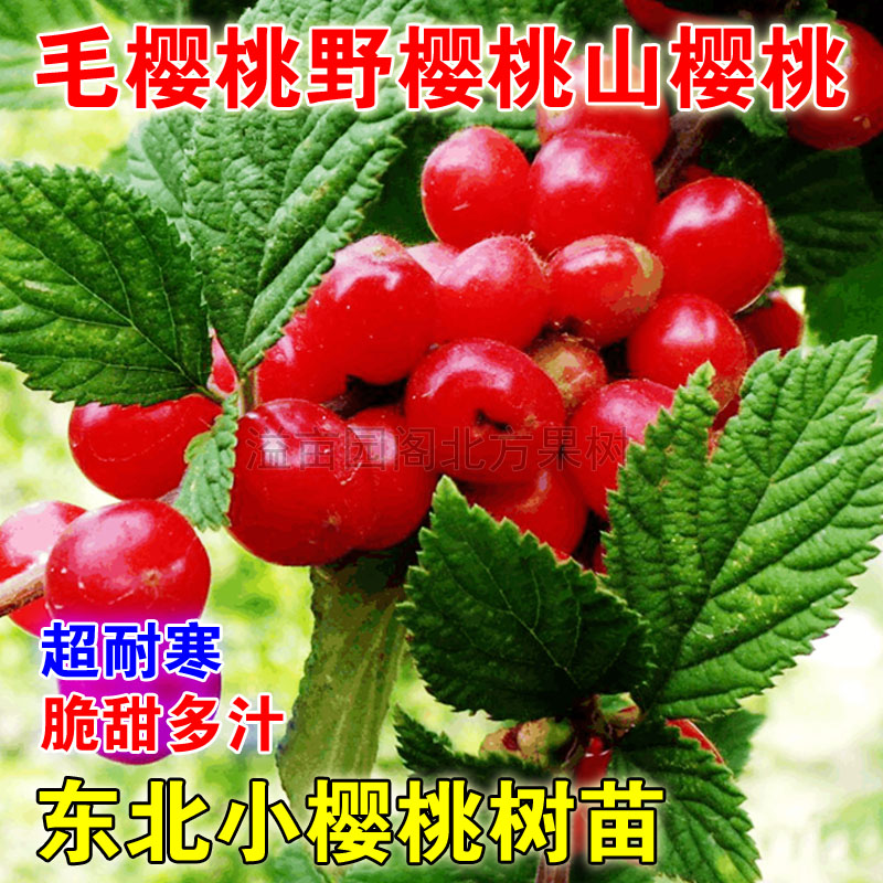 东北小樱桃树苗山樱桃毛樱桃野山樱桃果树苗盆栽地栽南方北方种植