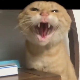 耄耋猫光栅卡猫猫变换明信片卡幻影哈吉马抖音爆款抽搐小猫小卡