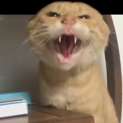 耄耋猫光栅卡猫猫变换明信片卡幻影哈吉马抖音爆款抽搐小猫小卡