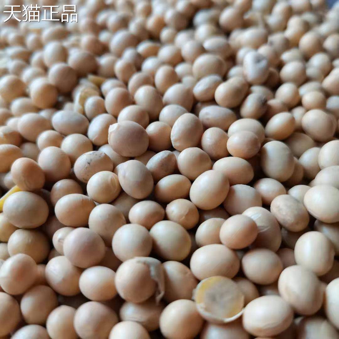 湖北天门特产本地黄豆非基因改造农家自种打豆浆发豆芽小黄豆2500