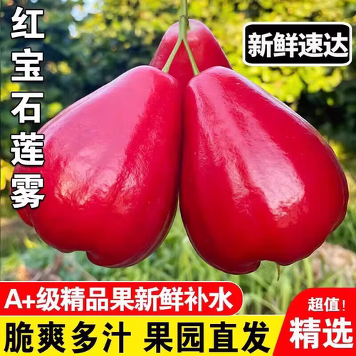 海南莲雾红宝石新鲜热带应季水果黑珍珠莲雾果整箱三亚黑金雾莲果