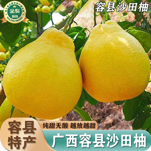 正宗雪峰冰糖沙田柚新鲜水果柚子金柚纯甜白心5/10斤非顺丰发货