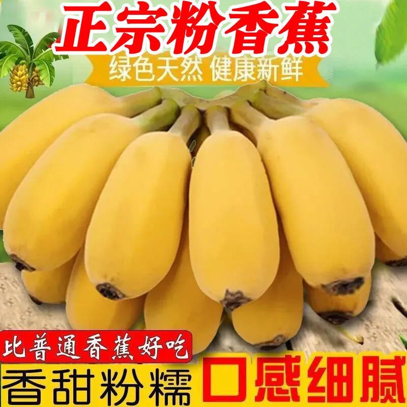 苹果蕉新鲜香蕉粉蕉新鲜皇帝蕉