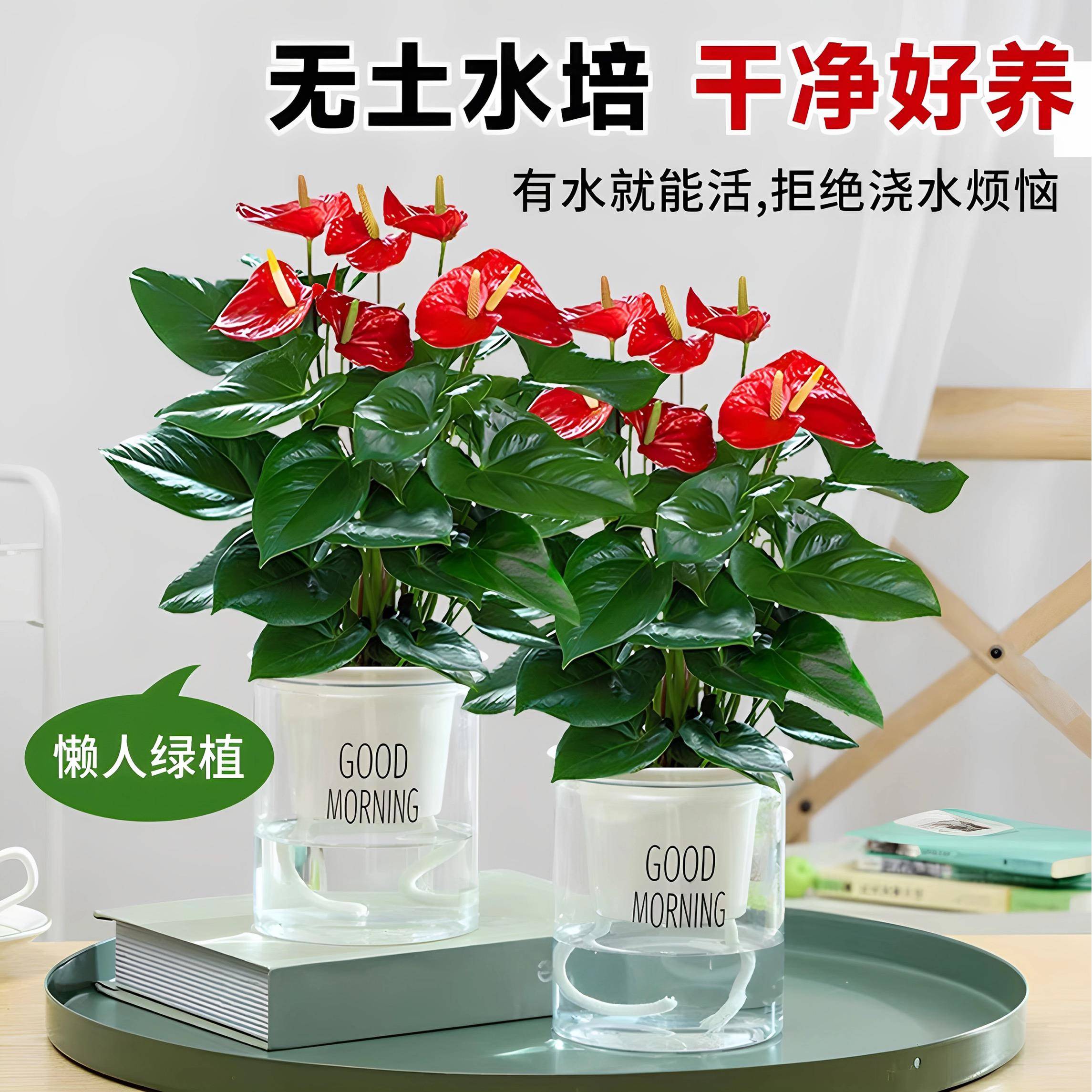 红掌水培盆栽带花鸿运当头一帆风顺易活四季开花卉绿植物室内好养