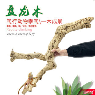 爬虫攀爬天然树藤鬃狮宠物蛇捷角守宫盘龙木霸王藤爬宠箱造景藤条