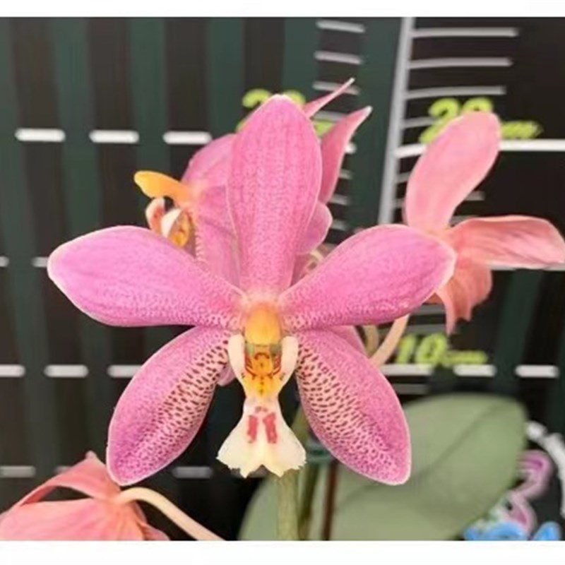 玛丽娅兰园 原生种蝴蝶兰花盆栽 花卉绿植阳台进口
