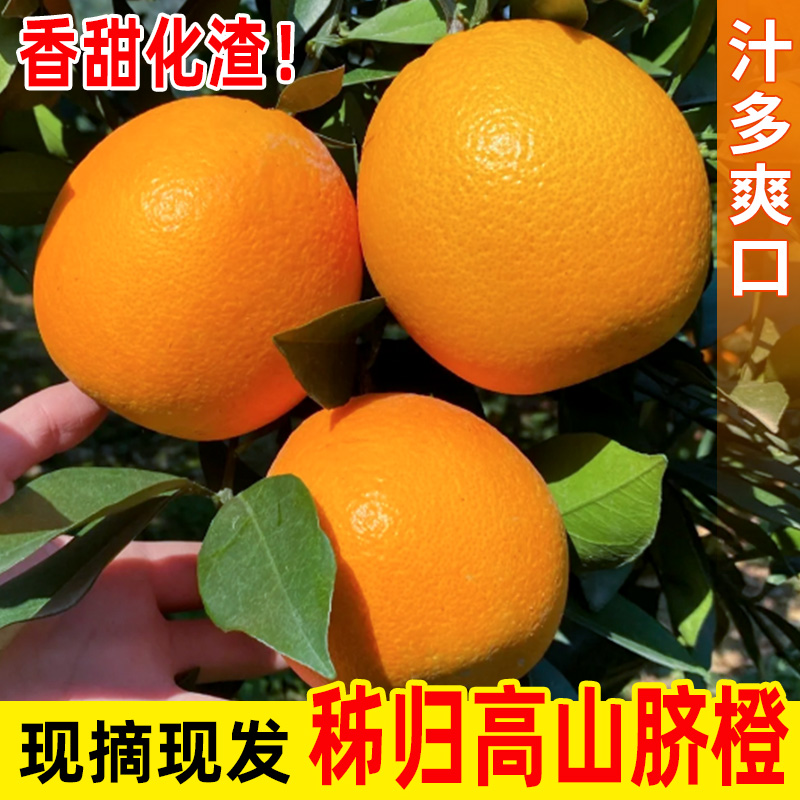 秭归脐橙现摘新鲜纽荷尔