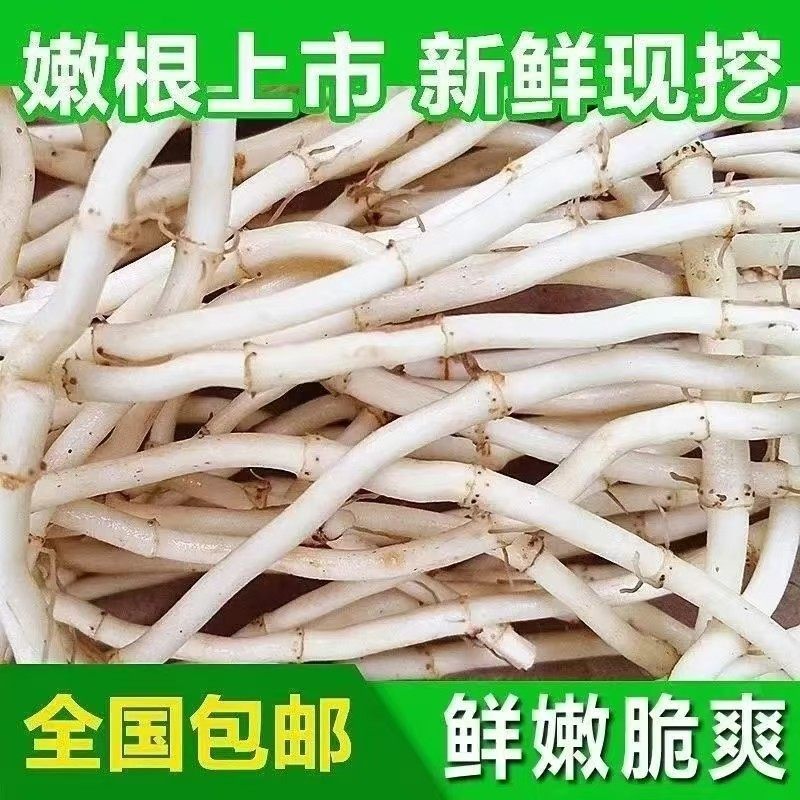 现挖新鲜嫩根鱼腥草五斤折耳根侧耳根野生农家节节根自种凉拌蔬菜,水产肉类/新鲜蔬果/熟食,其它,淘宝优惠券,粉丝福利购,淘宝优惠卷