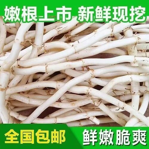 现挖新鲜鱼腥草五斤农家