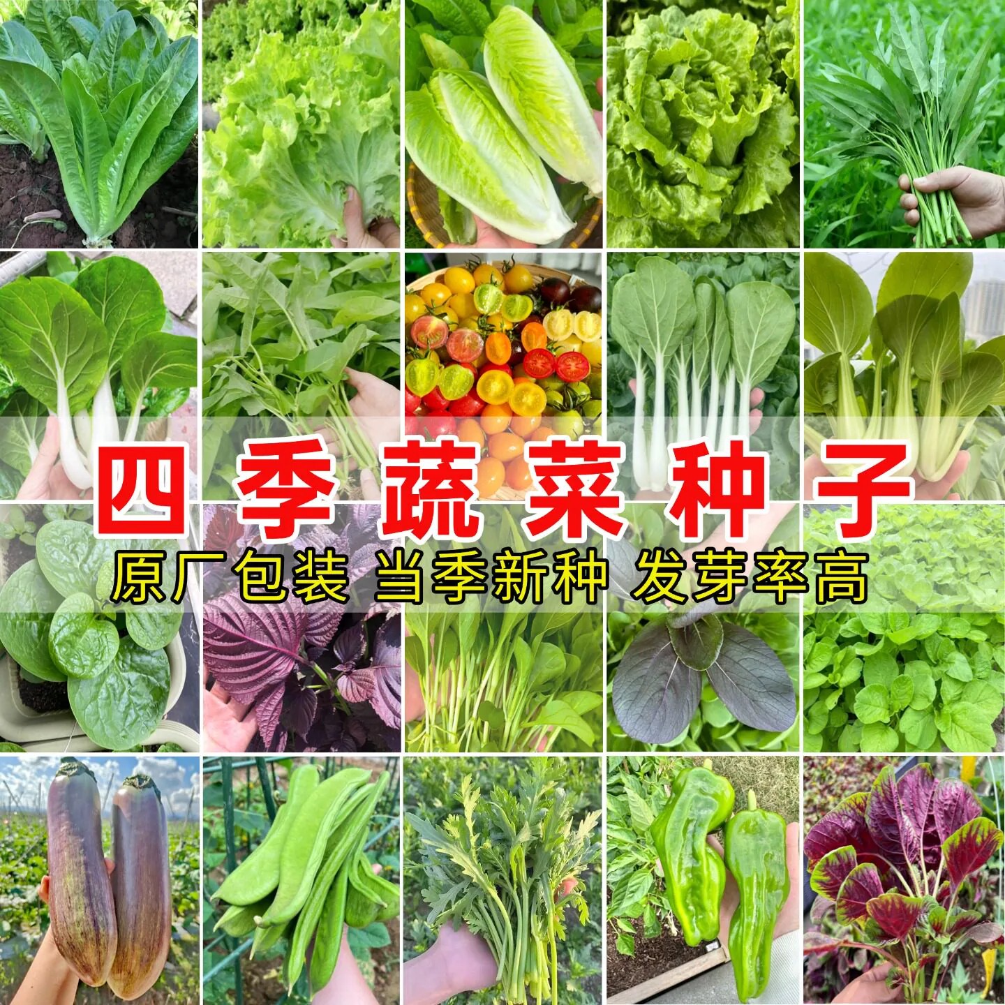 菜种籽蔬菜种子四季菜籽大叶香菜菠菜苦瓜阳台春播盆栽菜小葱辣椒