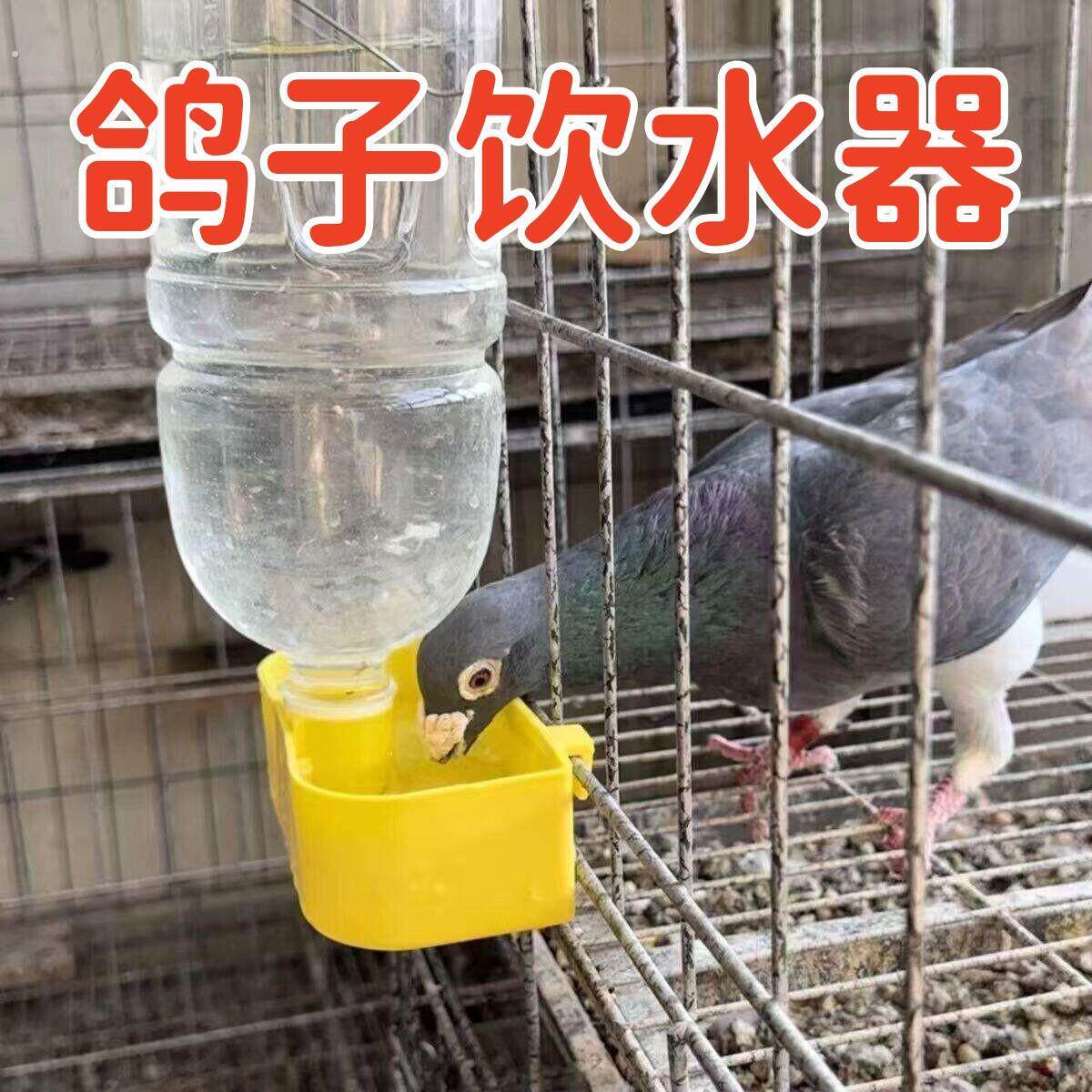 鸟用自动饮水器鸽子饮水器鸽子喂水器鸽笼挂盒鹦鹉食盒养殖水槽