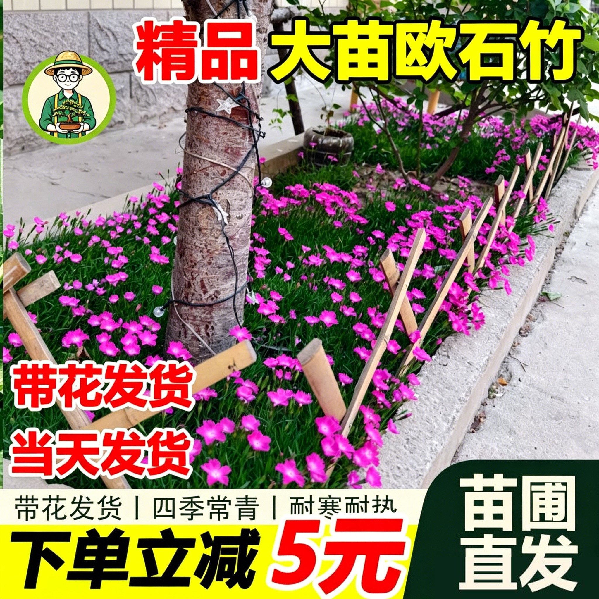 拾园记欧石竹花苗开花多年生易活耐寒热室内外庭院地被盆栽绿植物