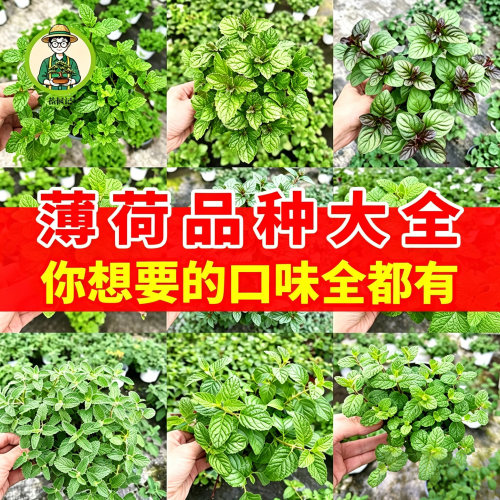 薄荷多品种盆室内驱蚊大盆绿植
