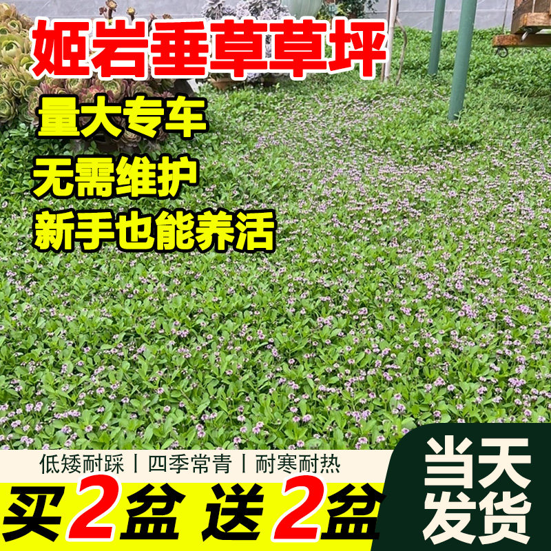 拾园记姬岩垂绿植耐寒耐热