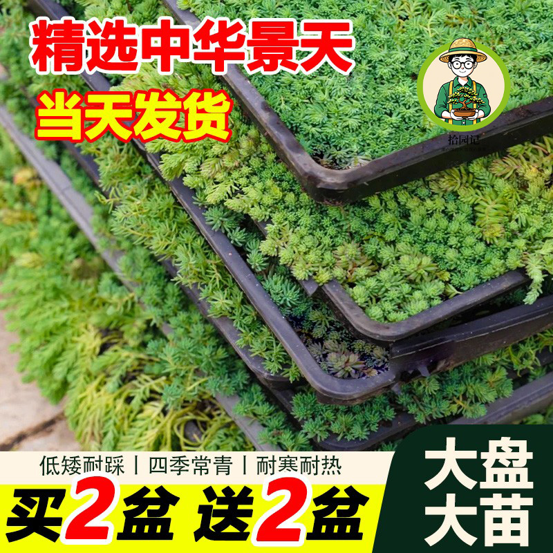 四季常青中华景天佛甲草耐旱耐寒