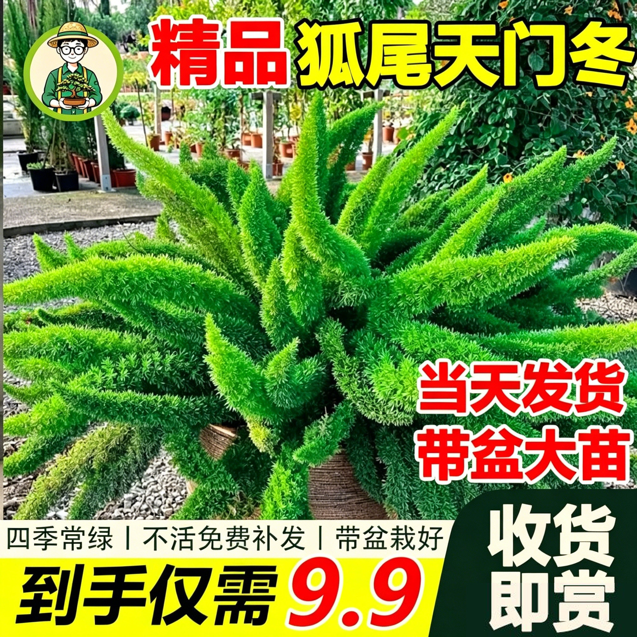 拾园记狐尾天门冬常青室内外耐寒耐热庭院阳台花园观叶绿植物盆栽