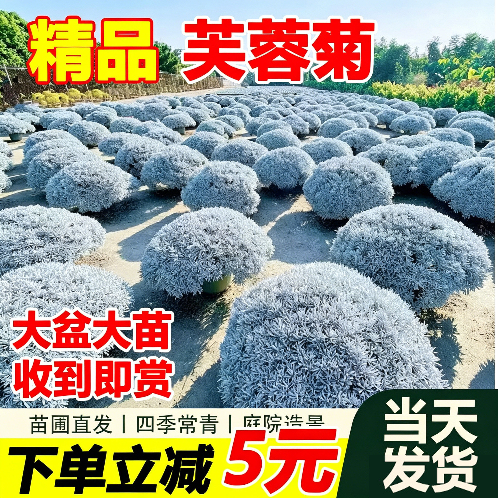 拾园记芙蓉菊银叶耐热寒四季常青老桩阳台庭院花园大盆栽绿植花卉