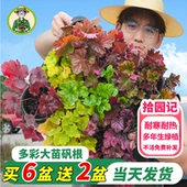拾园记多彩矾根室内外庭院阳观叶植物台耐寒热多年生常绿植物盆栽