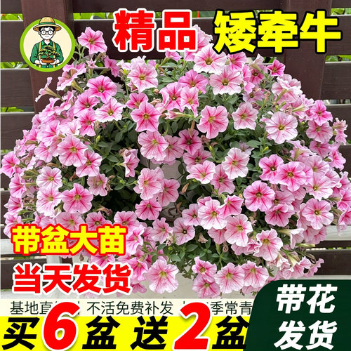 矮牵牛盆栽重瓣垂吊爆花绿植花卉