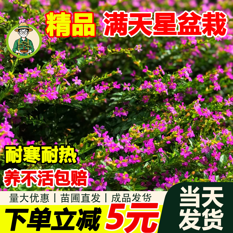 满天星萼距花盆栽大苗带花苞