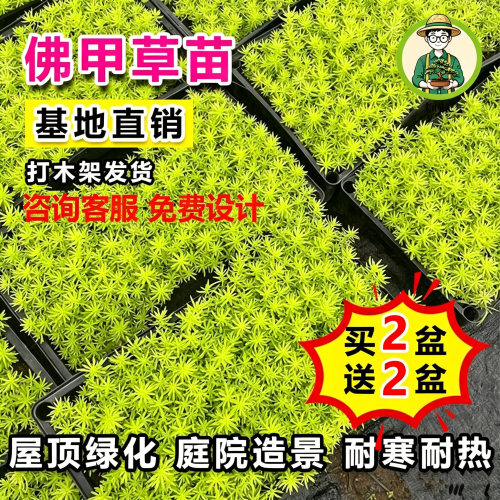 黄金佛甲草中华景天四季常绿草坪