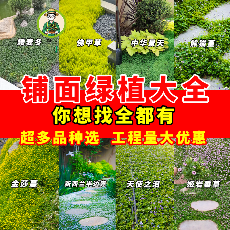 拾园记中华景天佛甲草姬岩垂草新西兰半边莲屋顶绿化地被植物草坪