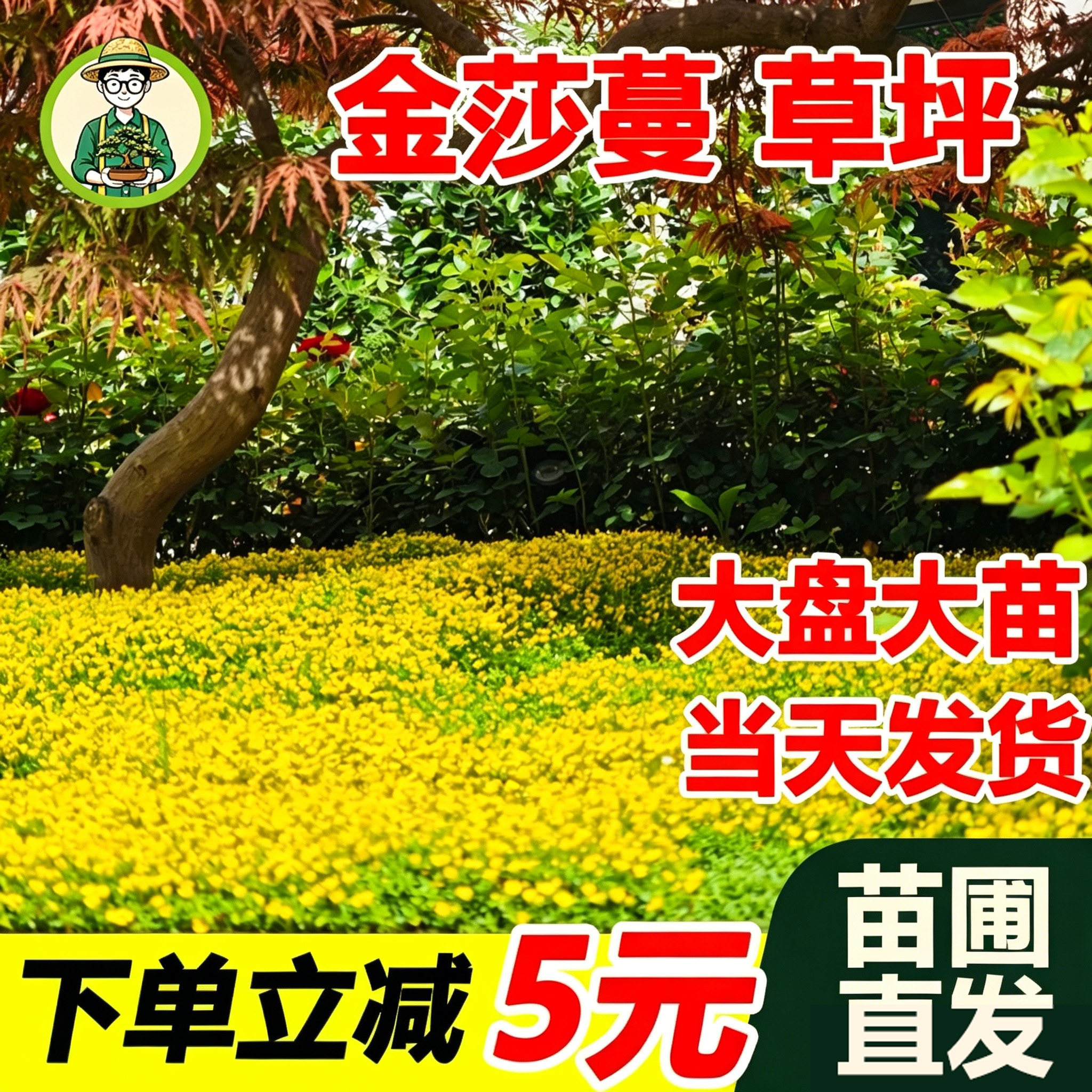 拾园记金莎蔓耐热寒阳台庭院楼顶花园好养地被花卉绿植物开花草坪