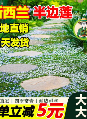 拾园记新西兰半边莲草坪盆栽庭院绿化耐热耐寒多年生宿根开花植物